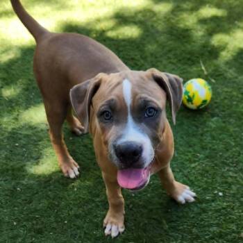 American Bulldog and American Staffordshire Terrier Dogs Available for Adoption in Austin, Texas - Cedric JuM | PetCurious