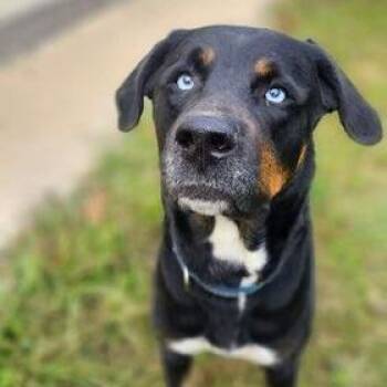 Bella -  Rottweiler and Pit Bull Terrier Dog for Adoption in Shinnston, West Virginia - Bella | PetCurious