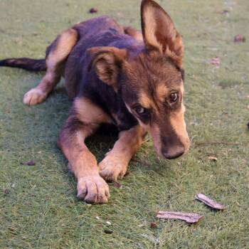 Rescue Husky and Shepherd Dogs for Adoption in Austin, Texas - Parade JuM | PetCurious