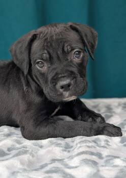 Cane Corso Dogs Available for Adoption in Baton Rouge, Louisiana - Dino | PetCurious