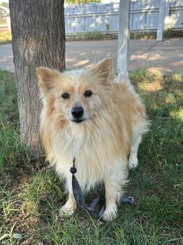 SPONSOR OR FOSTER ME - Elvis -  Pomeranian and Corgi Dog for Adoption in Grafton, Wisconsin - SPONSOR OR FOSTER ME - Elvis | PetCurious