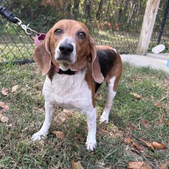 (Found) Little Ann -  Beagle and Mixed Breed Dog for Adoption in Cabot, Arkansas - (Found) Little Ann | PetCurious