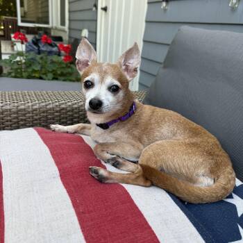 Rescue Chihuahua Dogs for Adoption in Southborough, Massachusetts - Taco | PetCurious