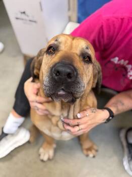 Bloodhound and Mixed Breed Dogs Available for Adoption - Lady Shelssy | PetCurious