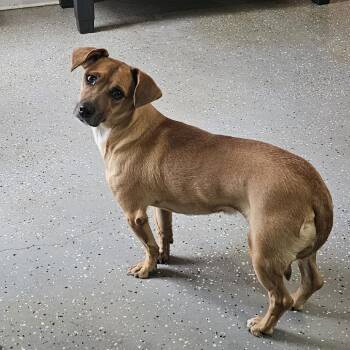 Dachshund and Chihuahua Dogs Available for Adoption - Coco | PetCurious