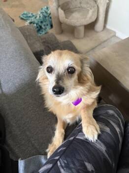 Hollywood #2 -  Terrier Dog Available for Adoption in Denver, Colorado - Hollywood #2 | PetCurious