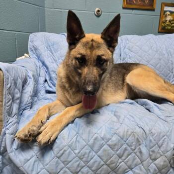Erica -  German Shepherd Dog Dog for Adoption in Windsor, Virginia - Erica | PetCurious