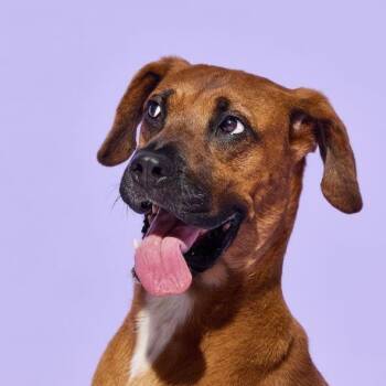 Cinnamon -  Pointer Dog for Adoption in Danvers, Massachusetts - Cinnamon | PetCurious