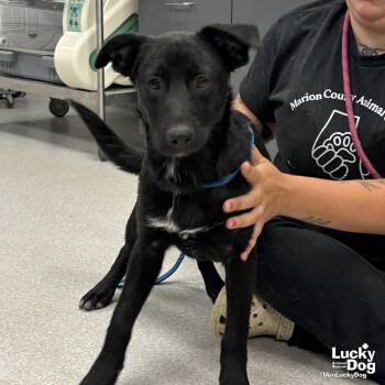 Shepherd and Retriever Dogs Available for Adoption in Washington, District Of Columbia - Wendy | PetCurious
