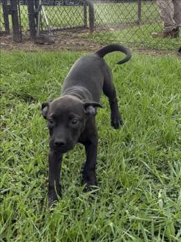 Labrador Retriever Dogs Available for Adoption in Grovetown, Georgia - WILSON | PetCurious
