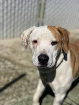 Rescue Pit Bull Terrier and Mixed Breed Dogs for Adoption in Fresno, California - Big Head | PetCurious
