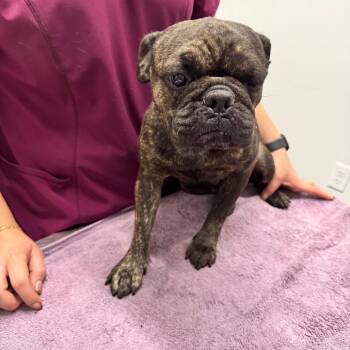 Cookie -  French Bulldog Dog for Adoption in Chico, California - Cookie | PetCurious