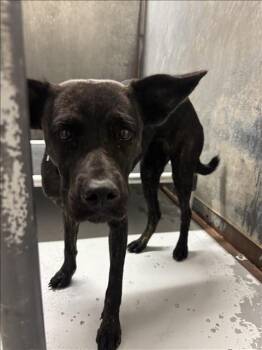 Rescue Australian Kelpie and Mixed Breed Dogs for Adoption in Conroe, Texas - FABLE | PetCurious