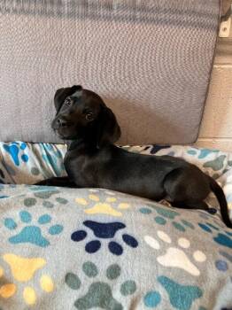 Sylvan -  Labrador Retriever and Mixed Breed Dog for Adoption in Jackson, Tennessee - Sylvan | PetCurious
