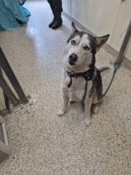 Siberian Husky and Mixed Breed Dogs Available for Adoption - Zara | PetCurious