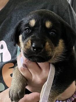 Rottweiler and Black And Tan Coonhound Dogs Available for Adoption in Mooresville, North Carolina - Gemstone Puppies Females | PetCurious