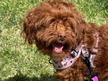 Mango -  Poodle Dog for Adoption in Calgary, Alberta - Mango | PetCurious