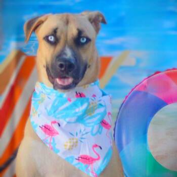 Rescue Shepherd and Husky Dogs for Adoption in Austin, Texas - Azul JuM | PetCurious