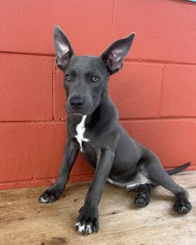 Rescue American Bully and French Bulldog Dogs for Adoption in Pensacola, Florida - Farley | PetCurious