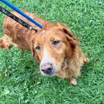 Abbey -  Mixed Breed Dog for Adoption in Westhampton, New York - Abbey | PetCurious