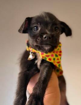 Sunniva -  Chihuahua and Pug Dog for Adoption in Pflugerville, Texas - Sunniva | PetCurious