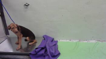 MR.INCREDIBLE -  English Coonhound and Mixed Breed Dog for Adoption in Houston, Texas - MR.INCREDIBLE | PetCurious