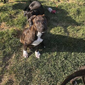 Terrier Dogs Available for Adoption in Escondido, California - Doc | PetCurious