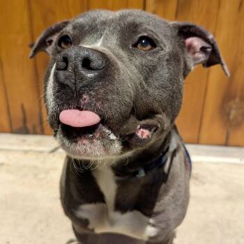 Trip -  Pit Bull Terrier Dog for Adoption in Buffalo, New York - Trip | PetCurious