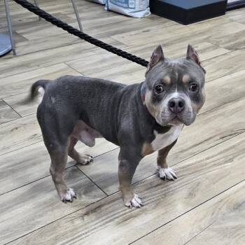 Cairo -  Pit Bull Terrier Dog for Adoption in Newark, New Jersey - Cairo | PetCurious