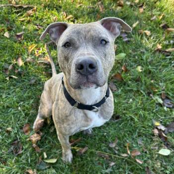Rescue Pit Bull Terrier Dogs for Adoption in Myerstown, Pennsylvania - Myrtle | PetCurious