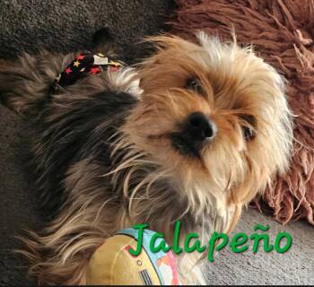 Jalapeño -  Yorkshire Terrier Dog for Adoption in Merrillville, Indiana - Jalapeño | PetCurious