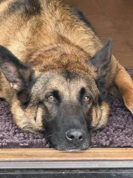 Ciro in CA -  Belgian Shepherd Malinois and German Shepherd Dog Dog for Adoption in Imlay City, Michigan - Ciro In CA | PetCurious