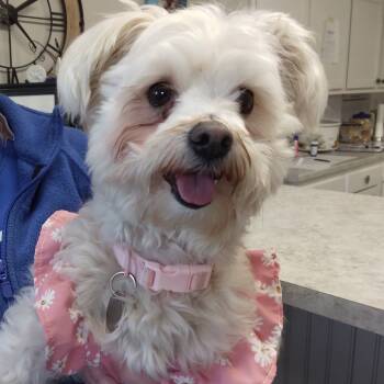 Rescue Maltese and Mixed Breed Dogs for Adoption in Muncie, Indiana - Blondie | PetCurious