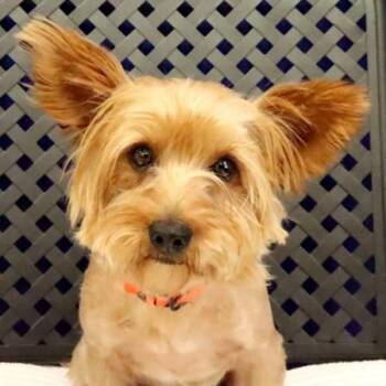 Chilton -  Yorkshire Terrier Dog for Adoption in Fort Davis, Texas - Chilton | PetCurious
