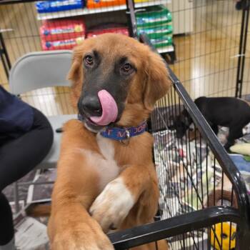 Roland KL -  Australian Shepherd and Golden Retriever Dog for Adoption in Austin, Texas - Roland KL | PetCurious