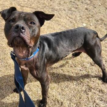 Pit Bull Terrier Dogs Available for Adoption - Dahlia Rose D11203 | PetCurious