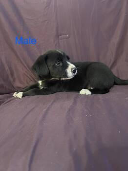 Labrador Retriever Dogs Available for Adoption - Howard | PetCurious