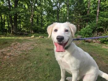 Mixed Breed Dogs Available for Adoption in Taycheedah, Wisconsin - Ivee | PetCurious