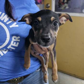Luke -  Mixed Breed Dog for Adoption in Pulaski, Tennessee - Luke | PetCurious