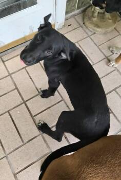 Rescue Mixed Breed Dogs for Adoption in St. Augustine, Florida - Princess | PetCurious