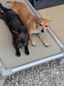 Rachel and Joe -  Chihuahua Dog for Adoption in Lexington, Kentucky - Rachel And Joe | PetCurious