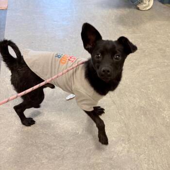 Mixed Breed Dogs Available for Adoption in Philadelphia, Pennsylvania - Mooby | PetCurious