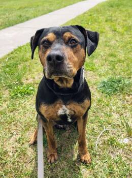 Coonhound and Pit Bull Terrier Dogs Available for Adoption in Kalamazoo, Michigan - Alvin | PetCurious