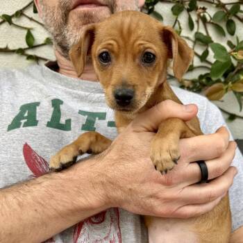 Chihuahua Dogs Available for Adoption - Violet - *Available 2/28* Costa Mesa Location | PetCurious