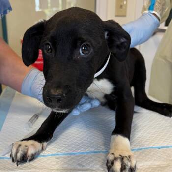 Javelin -  Pit Bull Terrier and Shepherd Dog for Adoption in Nashville, Tennessee - Javelin | PetCurious