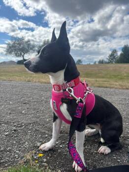 LUMI -  Terrier and Chihuahua Dog for Adoption in Coquitlam, British Columbia - LUMI | PetCurious
