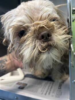 Shih Tzu Dogs Available for Adoption in San Antonio, Texas - CASTLE | PetCurious