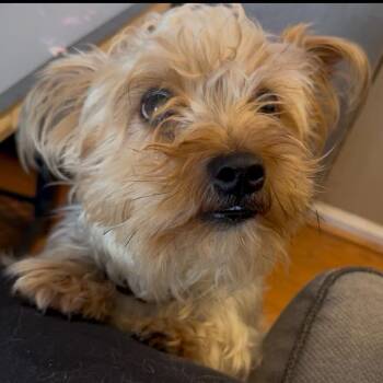 Rescue Yorkshire Terrier Dogs for Adoption in Medford Lakes, New Jersey - Ace | PetCurious