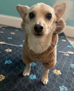 Rescue Chihuahua Dogs for Adoption in Cranston, Rhode Island - Channing In RI | PetCurious