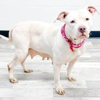 Pit Bull Terrier Dogs Available for Adoption in Lufkin, Texas - Sadie/Snowflake | PetCurious